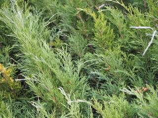Closeup of Beautiful green christmas leaves of Thuja trees on green background. Thuja twig, Thuja occidentalis is an evergreen coniferous tree.