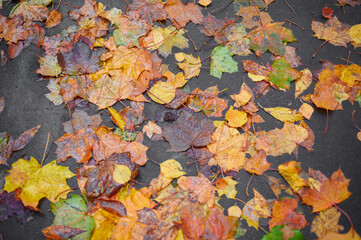 Autumn maple leaves as background Group autumn colour leaves. Outdoor.