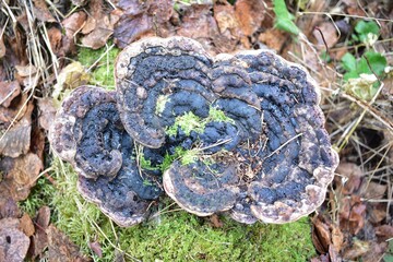darkened fan mushrooms on a tree with moss