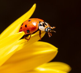 Close-up of a ladybug on a yellow flower.