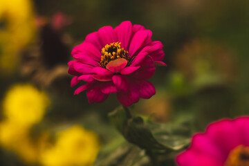 Atmospheric photo of a flower with a blurred foreground and background on the desktop