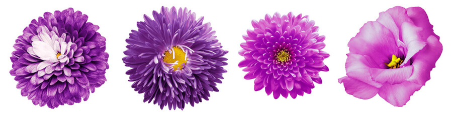 set  purple flowers.  Red chrysanthemum, aster, rose, eustoma  on white backgraund. For design. Nature.