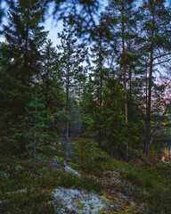 Autumn in Karelia