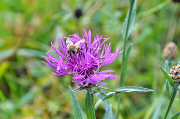 A vivid photo of a purple flower and a bee. Pollination of plants with insects. Wildlife macro photography.