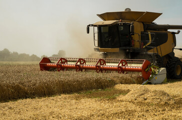 Combine harvester agriculture machine harvesting golden ripe wheat field. Agriculture. Combine harvester harvesting wheat with dust straw in the air. Heagy agricultural machinery.