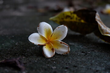 plumeria flower fall on the floor