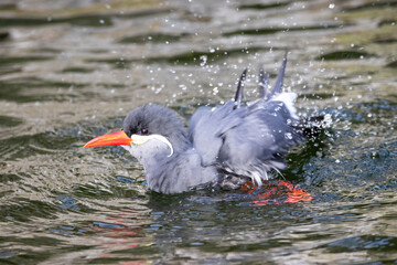 Inca tern taking a bath