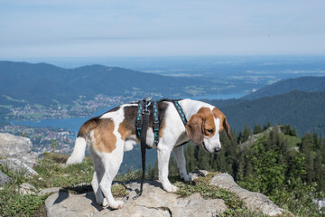 Beagle auf dem Bodenschneidgipfel