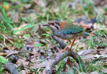 Scaly Ground-Roller, Geobiastes squamiger