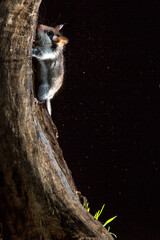 Garden Dormouse, Eliomys quercinus