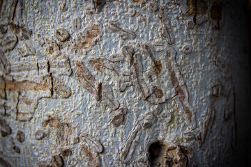 bark of a tropical tree