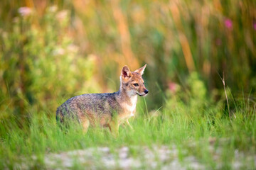 Eurasian Golden Jackal, Canis aureus moreoticus