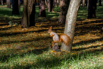 Squirrel with a nut sitting on a tree