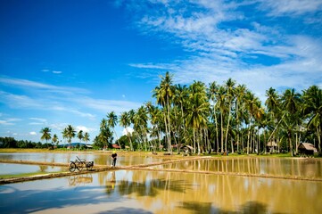 Beeautiful landscape of paddy field hometown area with beautiful blue sky in the morning.