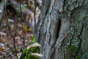 forest hole