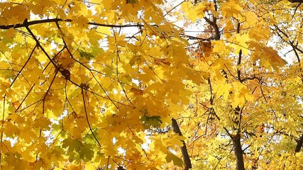 In the autumn park, yellow leaves are spinning and falling.