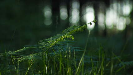 Macro d'une belle fougère bien verte, ressortant nettement par-dessus des bulles de lumières en arrière-plan