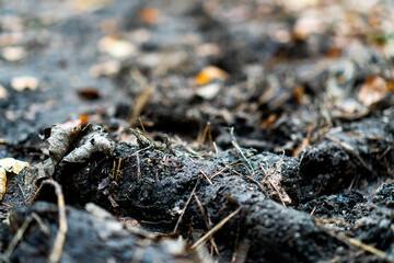 dirt in wood