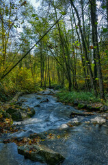 Obraz premium Düssel im Wald bei Haan 