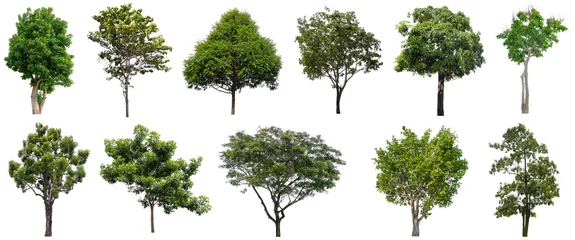 Fotobehang Collection Beautiful Trees Isolated on white background , Suitable for use in architectural design , Decoration work , Used with natural articles both on print and website. © Nudphon