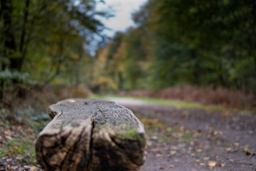 bench