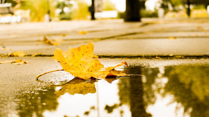autumn leave in the park