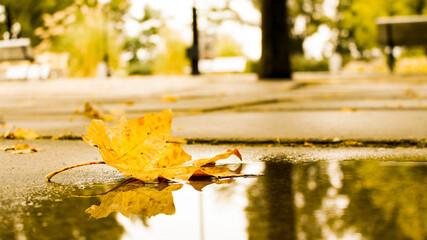 autumn leave in the park