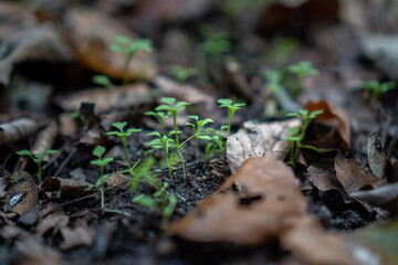 seeds and sprouts