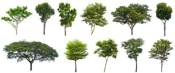 Collection Beautiful Trees Isolated on white background , Suitable for use in architectural design , Decoration work , Used with natural articles both on print and website.