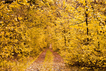 autumn leaves on a tree