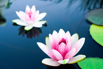 pink water lilies