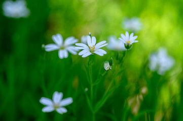 Rabalera Stellaria holostea greater stitchwort perennial flowers in bloom, group of white flowering plants on green background