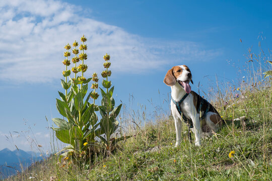 Beagle mit gelbem Enzian