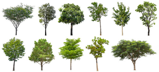 Collection Beautiful Trees Isolated on white background , Suitable for use in architectural design , Decoration work , Used with natural articles both on print and website.