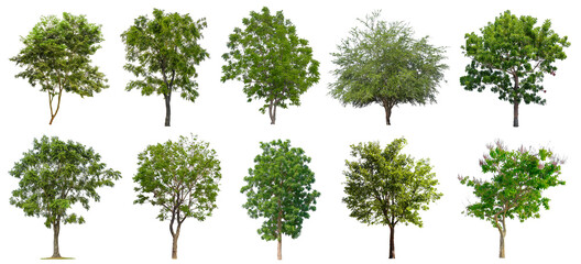 Set beautiful trees isolated on white background, Suitable for use in architectural design, Decoration work, Used with natural articles both on print and website.