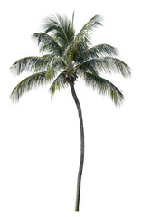 Obraz premium Beautiful coconut tree isolated on white background. Suitable for use in architectural design or Decoration work.