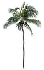 Fototapeta na wymiar Beautiful coconut tree isolated on white background. Suitable for use in architectural design or Decoration work.