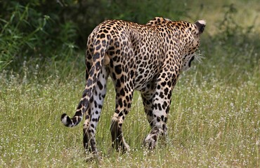 Leopard  - Sri Lankan - Wilpattu NP (Pantera pardus kotiya)