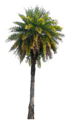Beautiful palm tree isolated on white background. Suitable for use in architectural design or Decoration work.