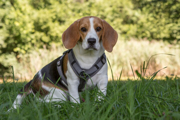 Kleines Beaglemädchen Stella