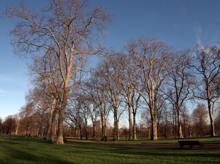 Fototapeta premium Hyde park at the beginning of winter