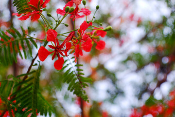 red flower on a blurred background.