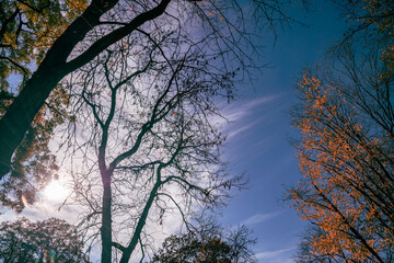 Herbstliche Baumkronen