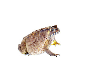 toad isolated on white background
