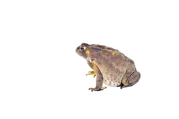 toad isolated on white background