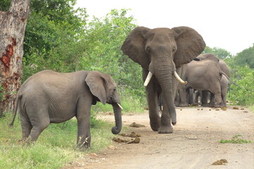 Fototapeta na wymiar African bush elephant (Loxodonta africana) South Africa, JAR, Kruger National Park