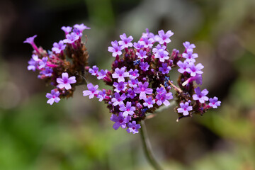 Fototapeta na wymiar Flowering Purpletop Vervain (Verbena bonariensis)