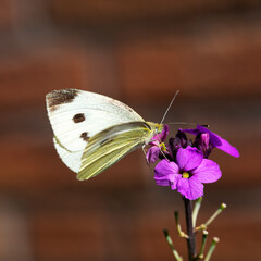 Female butterfly Large White (Pieris brassicae)