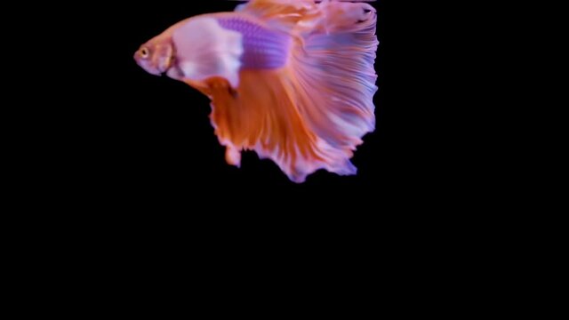 The colorful Siamese Elephant Ear Fighting Fish Betta Splendens, also known as Thai Fighting Fish or betta, is a species in the gourami family which is popular as an aquarium fish in super slow motion
