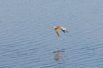 Fototapeta na wymiar Marsh Sandpiper tringa stagnatilis in flight over blue water. Cute rare shorebird in wildlife.